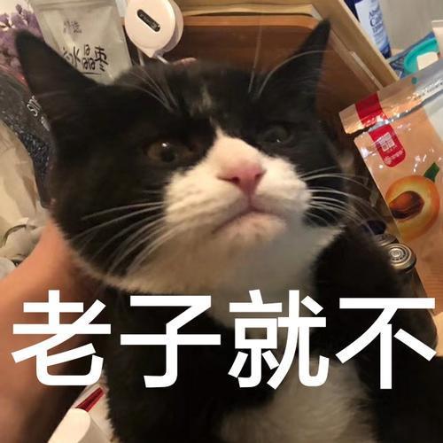 奶牛猫为什么少人养除了爱拆家,还有这几点原因
