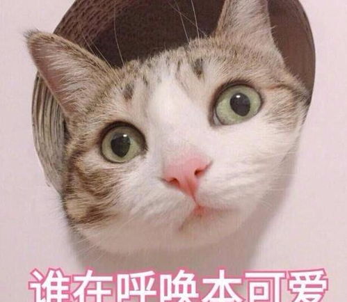 小仙女在干嘛表情包橘猫