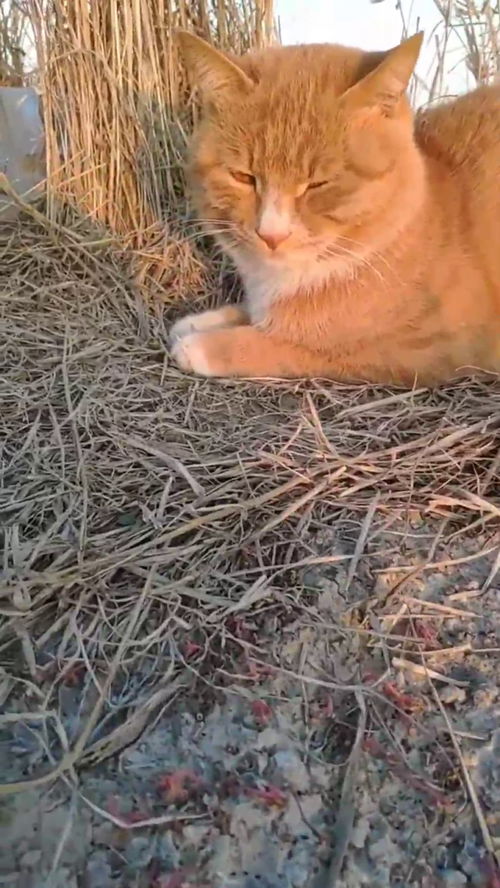 小橘猫趴着晒太阳,听到主人说它胖以后直接扭过头,其实真不胖