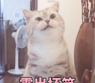网友打麻将不知道打哪张,猫咪看上家牌后,猫咪就打这张