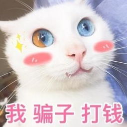 猫咪撩老公表情包合集好困困,要老公亲亲才起来