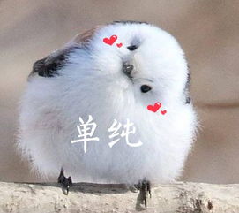 肚子白色的圆滚滚的两边是黑色的小胖鸟是什么啊就有很多表情包很可爱的那种小鸟