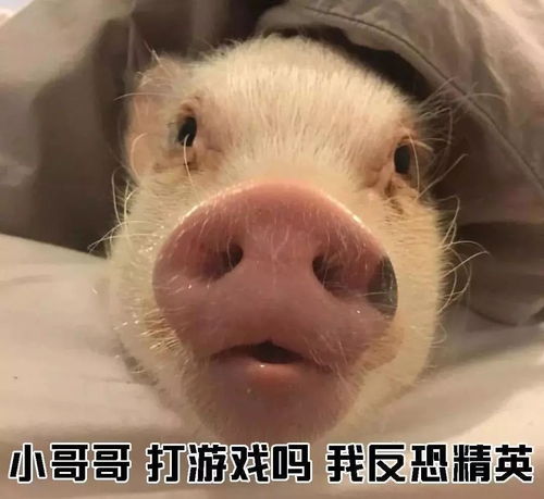 教你如何一句话搭讪小哥哥