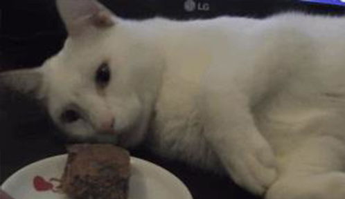 主人看猫睡觉吧唧嘴,偷偷把肉放到它面前,猫咪一睁眼的表情亮了