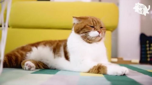 猫夫人对猫老公置之不理,这高冷的表情,真是心疼猫老公