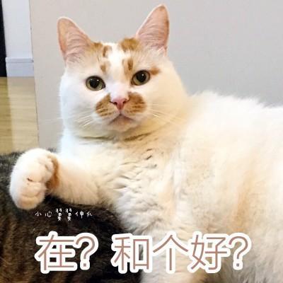 猫咪表情包呜呜呜不给我买我就生气了