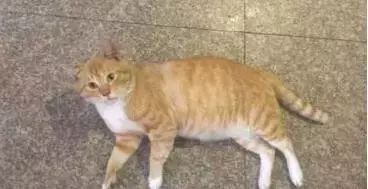 心疼地抱抱你表情包橘猫