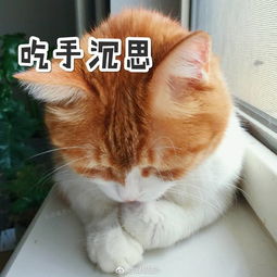 你有哪些关于猫狗的表情包
