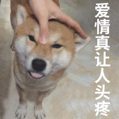 柴犬齐天认命篇表情包