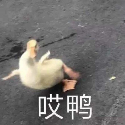 搞笑表情包拿图片哎呀,给老娘道歉