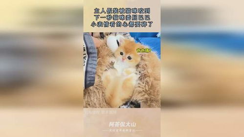 主人假装被猫咪咬到,下一秒猫咪委屈巴巴,小表情看的心都要碎了