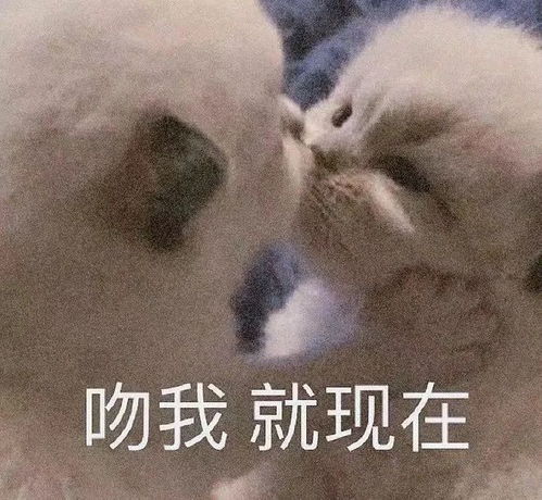 谁是2024年的人气王星座
