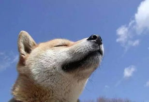 表情包柴犬北登去世,十六岁的它在天堂也会继续拥有超灿烂的笑容吧