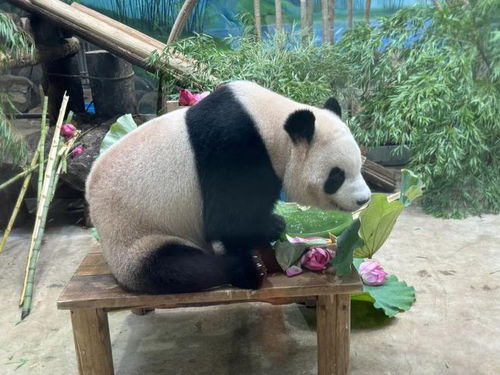 杭城小公主过生日,阵仗那么大满屏的爱太治愈