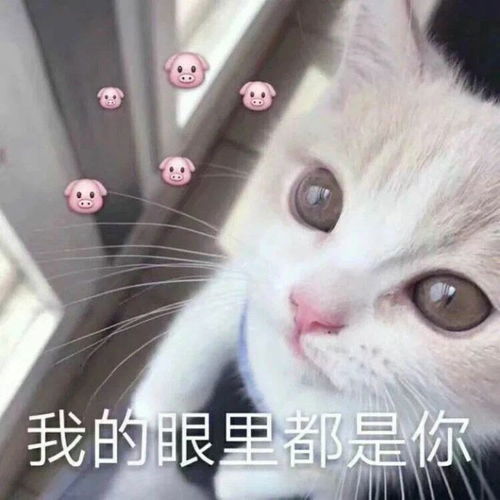 适合官宣分手和好的配套憨憨沙雕句子