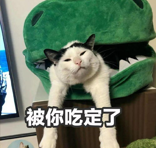 原来养猫会得这些病,为什么养的人还是那么多