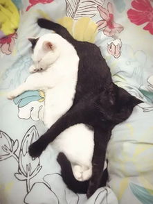 晒猫日喵星人绝密私房照被公开,速速查看