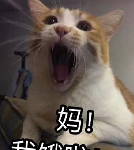 还在一起学猫叫,一起喵喵喵嘛那你可错啦赶紧来学习一下吧