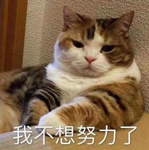 表情包gif动图聊天表情包