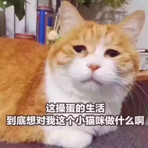花园猫表情包不妙