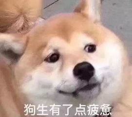 沙雕猫狗表情包