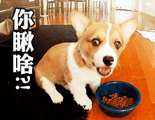 在干啥gif表情包柴犬