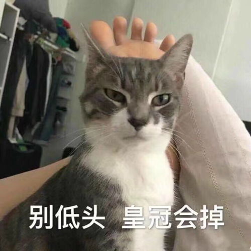 猫咪表情包小丑竟是我自己