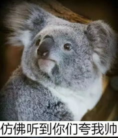 贴贴表情包粉色考拉wwdc