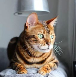 主人惹猫生气了,想哄哄它,结果它的表情,让人笑喷了...