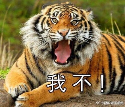 可爱动物qq表情包