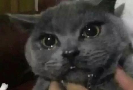 猫咪在家里偷吃,误食把辣椒酱给吃了,结果辣的它直流眼泪