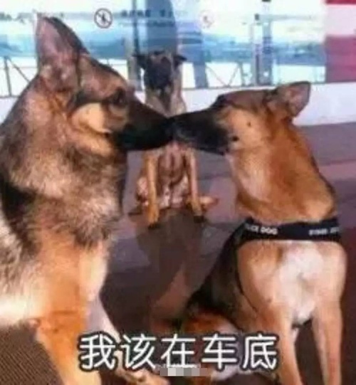 七夕单身狗