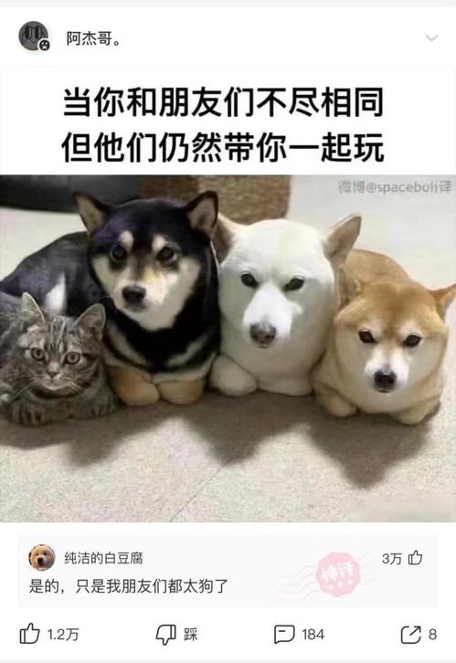 神回复我看上一个女孩,不开玩笑,我长得怎么样腾讯新闻