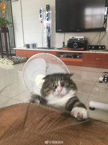 每日神段子丨熬夜的唯一好处是什么