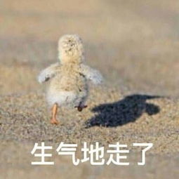 你吃过的最奇葩的食物是什么