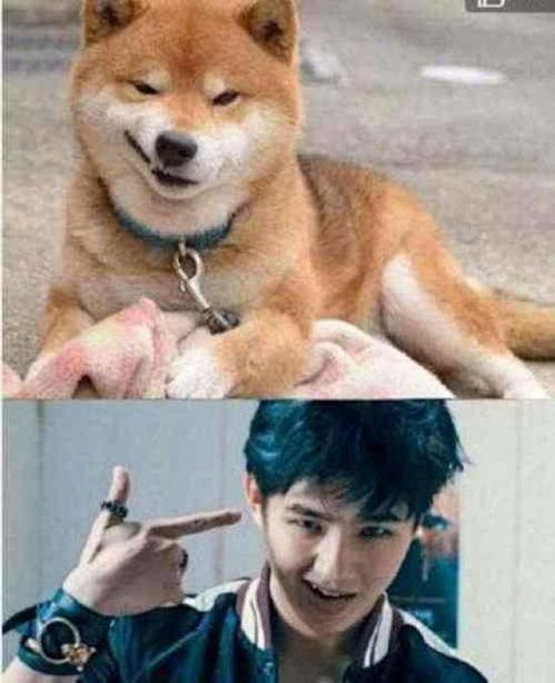 男星撞脸动物,鹿晗像狍子,蔡徐坤神同步喵星人,千玺表情萌翻了