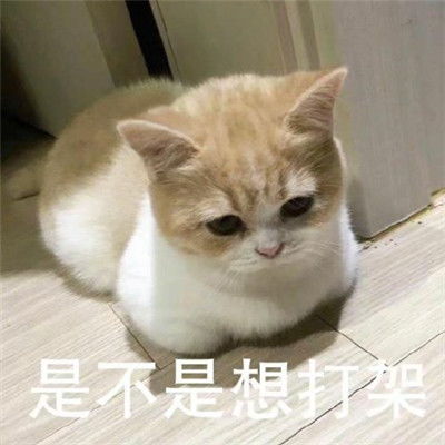 猫咪看笨蛋表情包合集猫咪表情包大眼睛