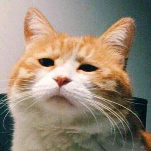 你有哪些关于猫狗的表情包