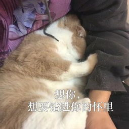 对小哥哥发的表情包做我男朋友,我会保护你