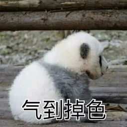 骗吃骗喝还假装怀孕没想到你是这种大熊猫