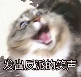 养猫那些事儿假期出远门,猫主子该如何安排猫奴的隐藏菜单