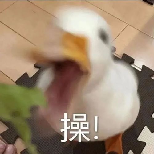 表情包罪大恶极