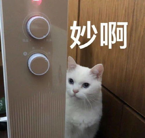 妙啊表情包原版视频头像