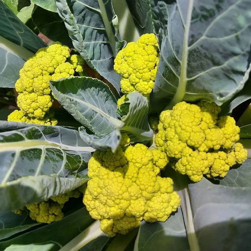 cauliflower