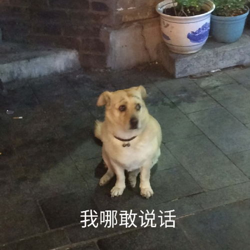 九子夺迪什么梗从未公开过恋情的热巴,竟然组过这么多cp