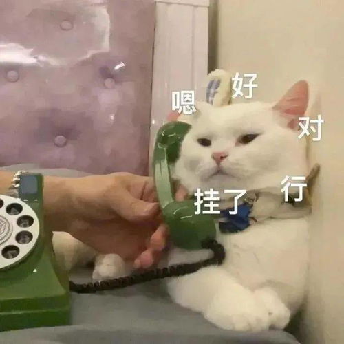 每日精选沙雕表情包