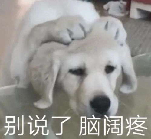 啊停更小米昨天这瓜,有点突然啊