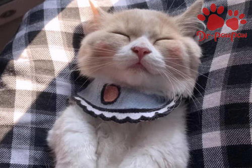 爪爪博士宠物猫咪的语言是什么意思