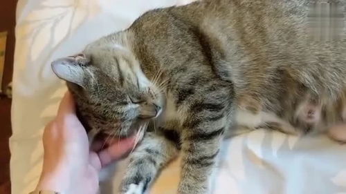 主人不停抚摸着猫咪,猫咪这表情太可爱啦