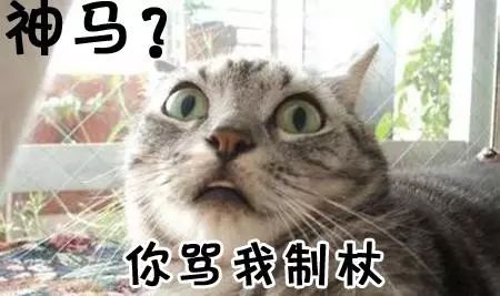 手贱的猫咪打开了水龙头,随后竟这种反应,作为铲屎官只能跪了